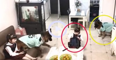 Video: Cô chủ nhỏ ham xem tivi bị chú chó lấy roi bắt học bài