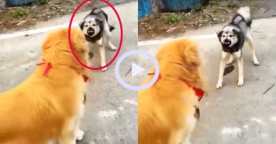 Video: Chú chó chạy vội vì ‘hổ báo’ nhầm đối thủ