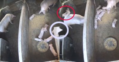 Video: Lợn con sốc khi bị mẹ ‘sút’ sang nhà hàng xóm