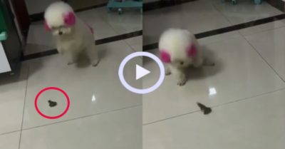 Video: Chú cún cưng hoảng loạn vái lạy ếch tha mạng