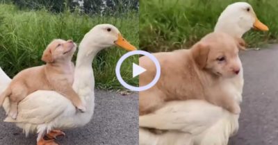 Video: Cún con run rẩy khi được vịt cõng trên lưng