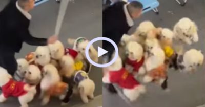 Video: Đàn cún cưng tưng bừng nhảy dây cùng ông chủ