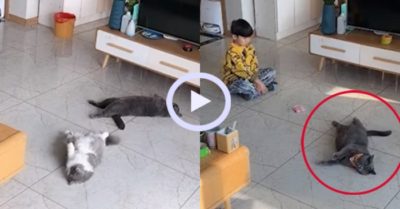 Video: Mèo phối hợp hoàn hảo giả chết