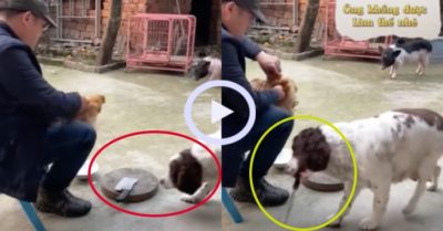 Video: Chú chó trộm dao khi thấy ông chủ định làm thịt gà