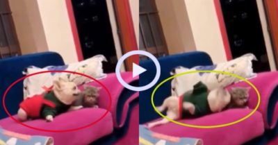 Video: Chú chó nhiệt tình hôn bạn mèo cùng nhà