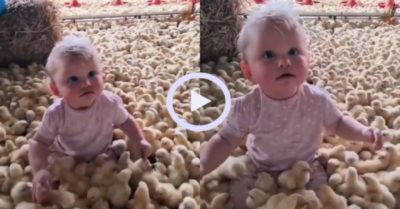 Video: Bé con thích thú khi được đàn gà con vây quanh