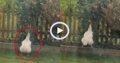 Video: Gà mái bật nhảy hái táo trên cây