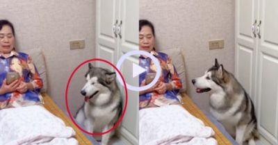 Video: Chú chó Husky nhất quyết bắt bà chủ đi ngủ sớm