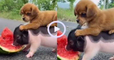 Video: Heo con vừa cõng cún trên lưng vừa ăn dưa hấu