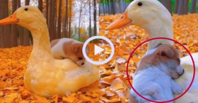 Video: Chú cún con vô tư gác đầu lên vịt ngủ ngon lành