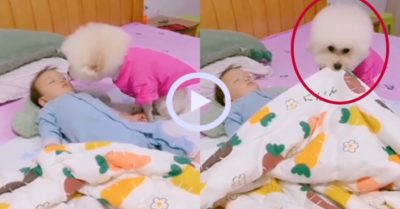 Video: Chú cún cẩn thận kéo chăn đắp cho cậu chủ ngủ