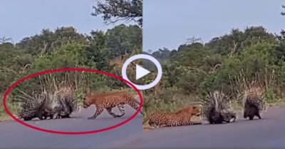 Video: Nhím bố mẹ lấy thân mình che chở con trước báo hoa mai