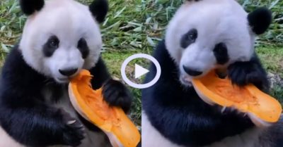 Video: Gấu trúc thưởng thức món bí đỏ tươi sống