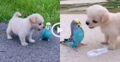 Video: Tình thương mến của cún con và chú chim