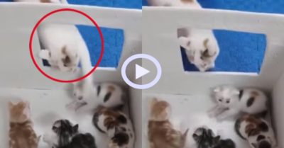 Video: Mèo con khổ sở khi bị mèo mẹ đùa nhây