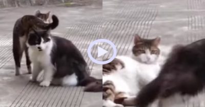 Video: Mèo hụt hẫng vì bị bạn ngó lơ