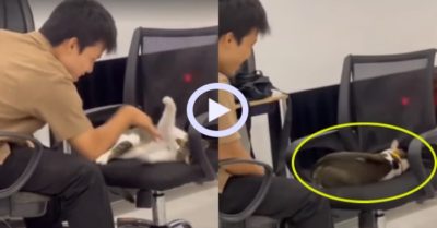 Video: Mèo cưng giận dỗi khi ‘luyện võ’ cùng cậu chủ