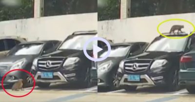 Video: Chú mèo cố chấp khi nhảy lên bờ tường