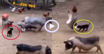 Video: Cún con tấn công ngỗng giải cứu heo mập