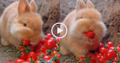 Video: Chú thỏ ngấu nghiến ăn cà chua