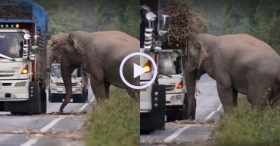Video: Voi khổng lồ chặn xe tải cướp mía