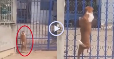 Video: Chú chó trèo cổng vào nhà sau một đêm lén bỏ nhà đi chơi