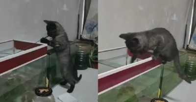Video: Mèo cưng ngoạm vợt vớt cá trong bể