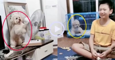 Video: Chú cún cưng tự động xoay quạt về chuồng