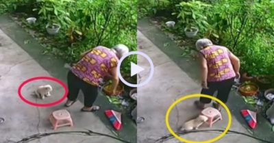 Video: Chú cún nhanh nhảu lấy ghế cho cụ bà ngồi