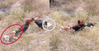 Video: Chú cún lăn xả can ngăn gà trống ‘đại chiến’