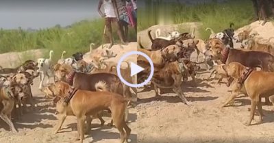 Video: Hai phe cún căng thẳng thi đấu khẩu