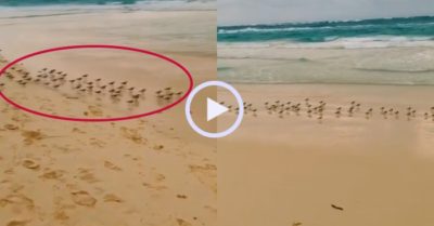 Video: Đàn chim dẽ lưng trêu ngươi sóng biển khi kiếm ăn