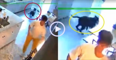 Video: Chú chó ba chân bốn cẳng chạy khi có biến