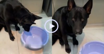 Video: Chó cưng dỗi chủ vì bị cho ăn ít