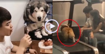 Video: Phản ứng hài hước của chó cưng khi bị chủ trêu đùa