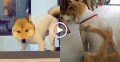 Video: Những bộ lông gây cười của chó cưng