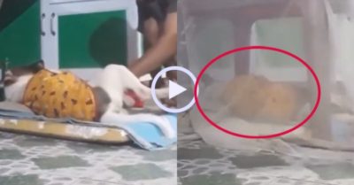 Video: Chó cưng hóa cậu ấm vì được chủ chăm sóc tận tình