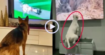 Video: Chó cưng phấn khích bắt chước trong tivi