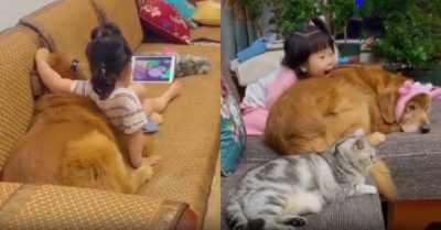 Video: Bé gái chơi ngoan cùng thú cưng