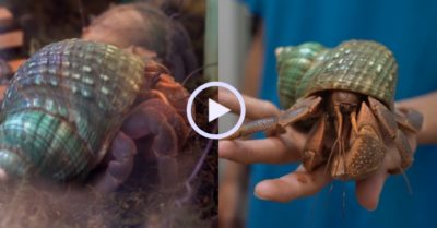Video: Thú vui lạ – Nuôi cua ẩn sĩ làm thú cưng