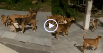 Video: Đàn chó lập tức giải tán vì bị thanh niên quát