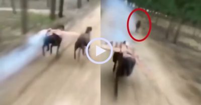 Video: Chú chó mọc thêm đôi cánh cho đồng đội hít khói