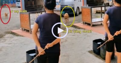 Video: Chú chó lủi thủi về nhà sau cuộc chơi