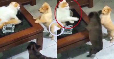 Video: Chú cún ‘hổ báo’ bị mèo vả vào mặt cảnh cáo