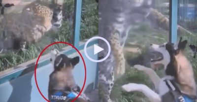 Video: Chú chó Husky hung hăng ‘cãi nhau’ với báo