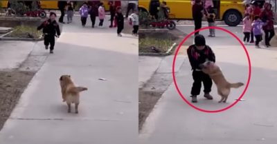 Video: Chó cưng phấn khích khi đi đón cậu chủ tan học