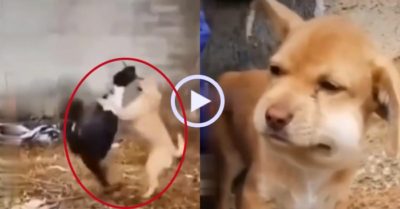 Video: Cún cưng phù mặt khi sau trận ‘đại chiến’ với ngan đen