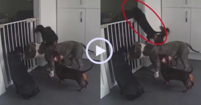 Video: Camera ghi cảnh đàn chó hợp sức giúp nhau đào tẩu