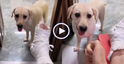 Video: Chó cưng tận tình chăm sóc cậu chủ