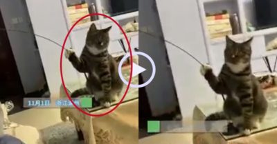 Video: Mèo cưng dùng gậy đồ chơi đùa lại với chủ